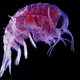 Un anfípodo. Foto: Wikipedia